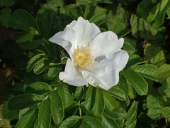 Rosa rugosa