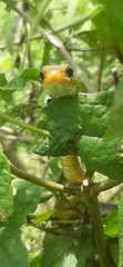 Chironius spixii