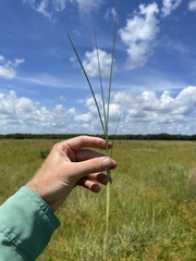 Andropogon virginicus virginicus