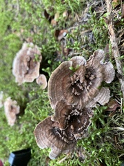 Phellodon violascens