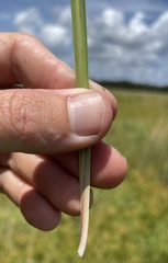 Andropogon virginicus virginicus