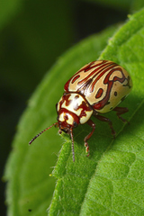 Calligrapha gyllenhali