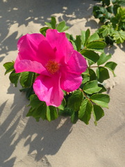 Rosa rugosa