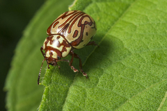 Calligrapha gyllenhali