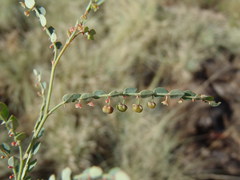 Phyllanthus parvulus parvulus