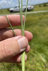 Andropogon virginicus virginicus