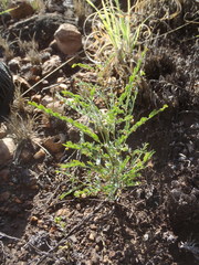 Phyllanthus parvulus parvulus