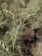 Phyllanthus parvulus parvulus