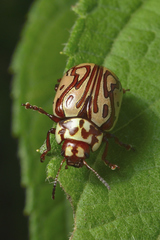 Calligrapha gyllenhali