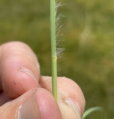 Andropogon virginicus virginicus