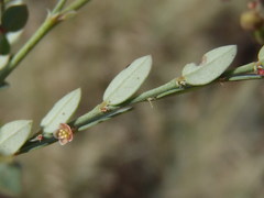 Phyllanthus parvulus parvulus