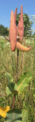 Asclepias amplexicaulis