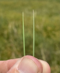 Andropogon virginicus virginicus