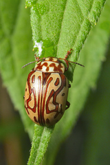 Calligrapha gyllenhali