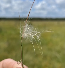 Andropogon virginicus virginicus