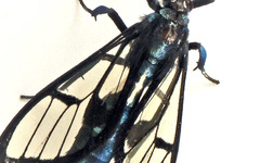 Syntrichura virens