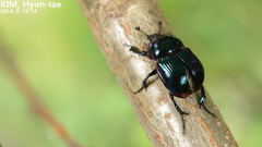 Phelotrupes auratus