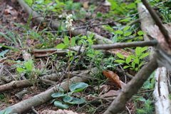 Pyrola media