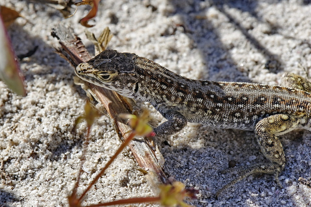 Knox's Desert Lizard