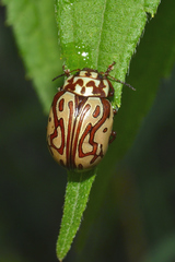 Calligrapha gyllenhali
