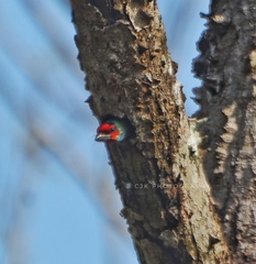 Psilopogon malabaricus