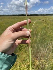 Andropogon virginicus virginicus