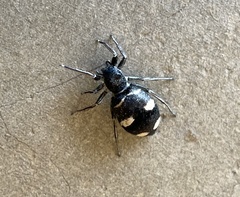 Mexcala quadrimaculata