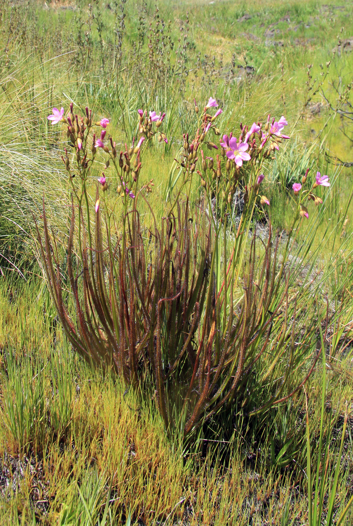 King Sundews