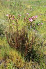 Drosera regia