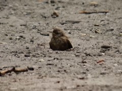 Troglodytes troglodytes
