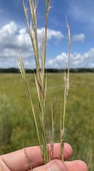 Andropogon virginicus virginicus