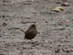 Troglodytes troglodytes