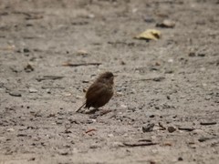 Troglodytes troglodytes