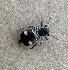 Mexcala quadrimaculata