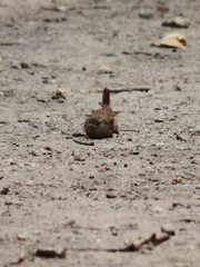 Troglodytes troglodytes