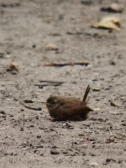 Troglodytes troglodytes