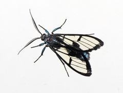 Syntrichura virens