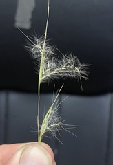 Andropogon virginicus virginicus