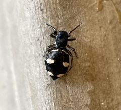 Mexcala quadrimaculata