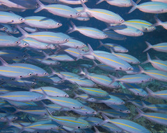 Pterocaesio tessellata