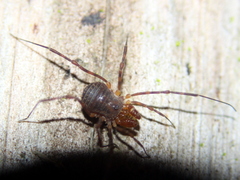 Triaenonychidae