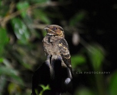 Caprimulgus atripennis