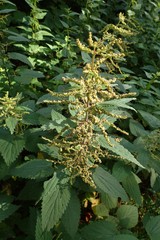 Urtica dioica