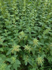 Urtica dioica