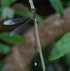 Ecchlorolestes nylephtha