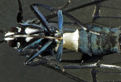 Syntrichura virens