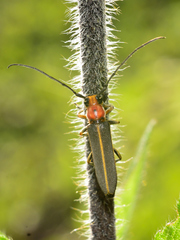 Dylobolus rotundicollis