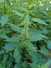 Urtica dioica