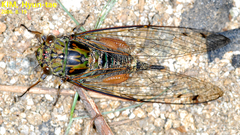 Epipomponia nawai