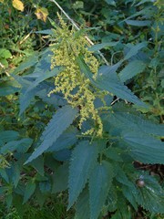 Urtica dioica